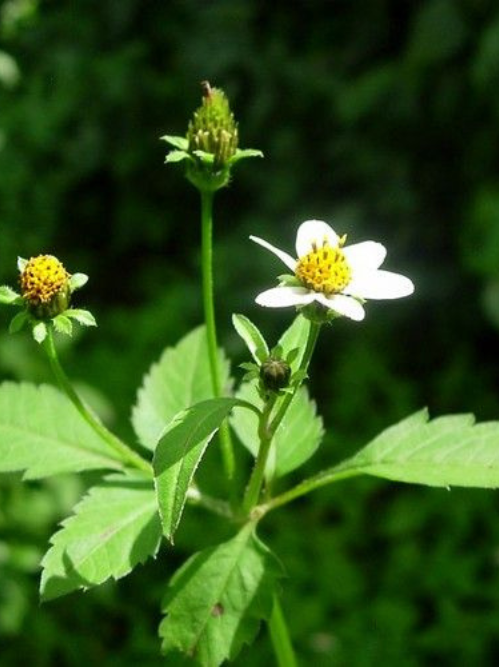BlackJack Powder (Beggar's Tick, Farmer’s Friend)
