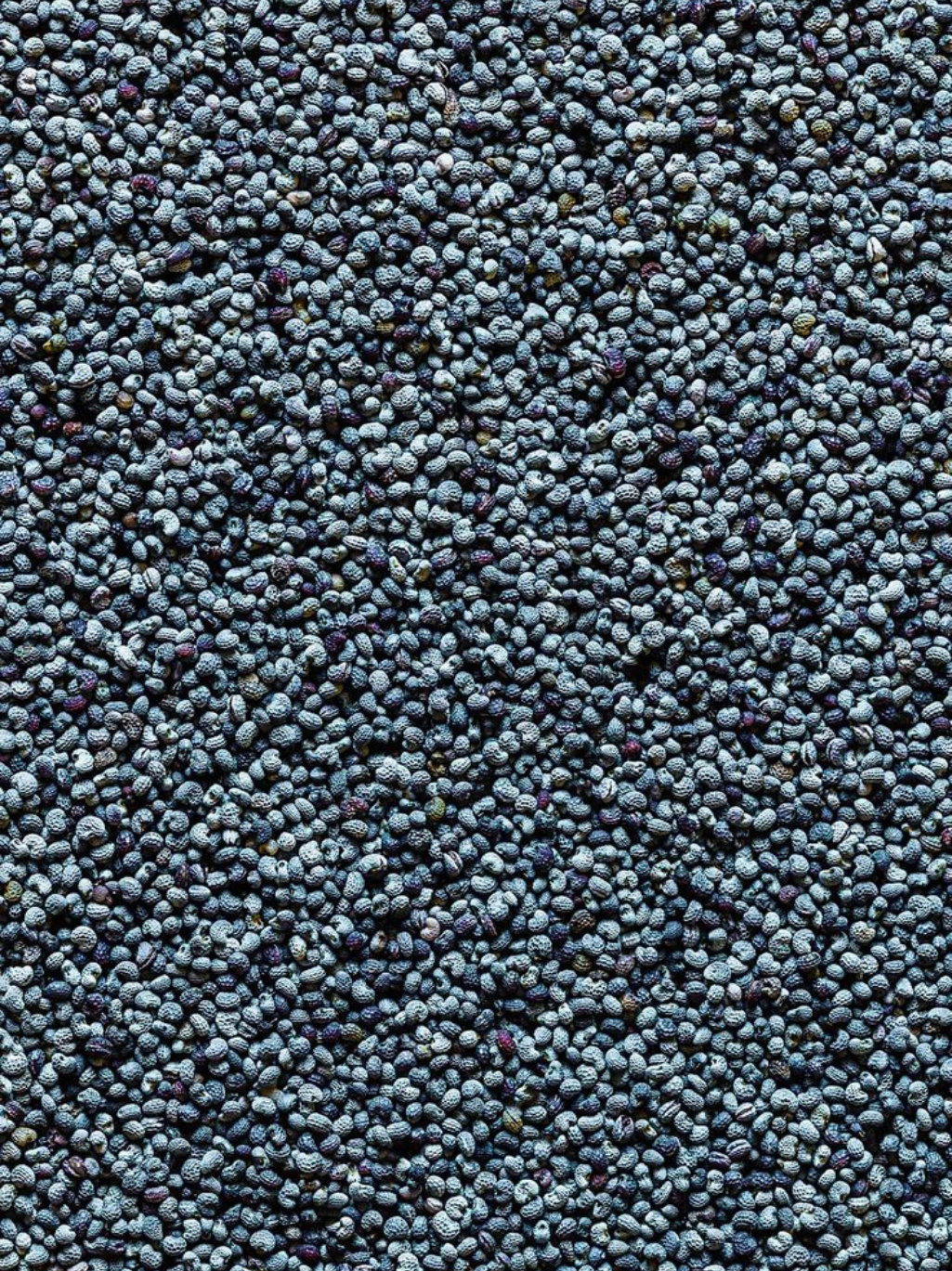 Blue Poppy Seeds