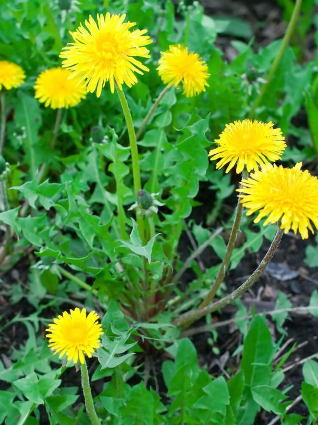 Dandelion Powder