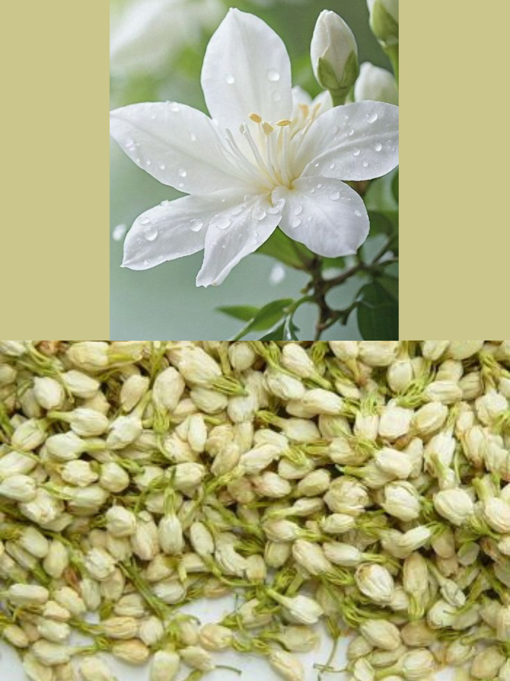 Dried Jasmine Flower