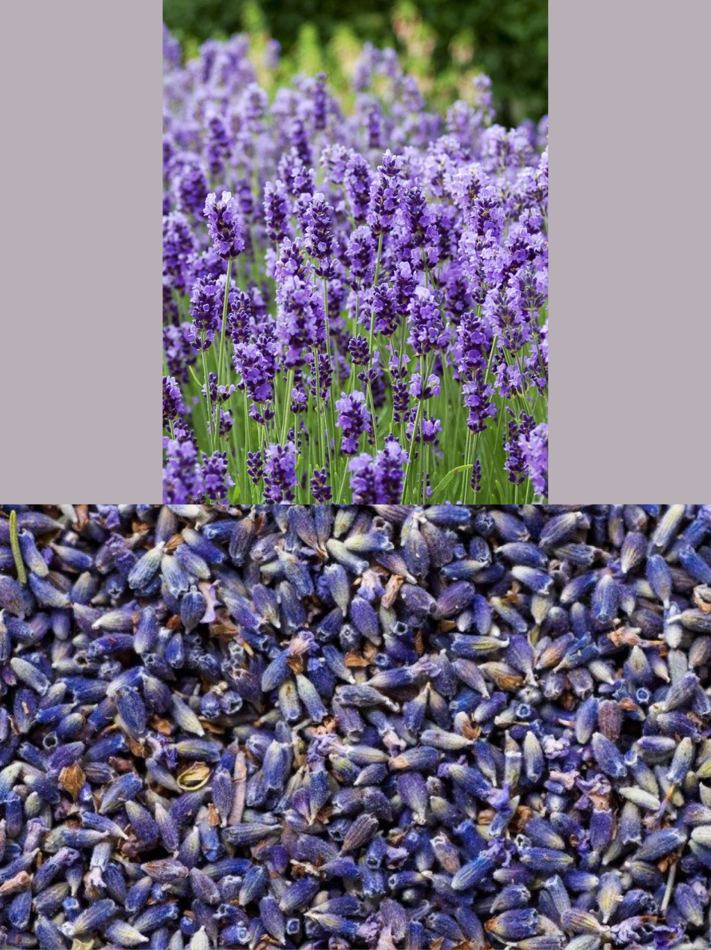 Dried Lavender Buds