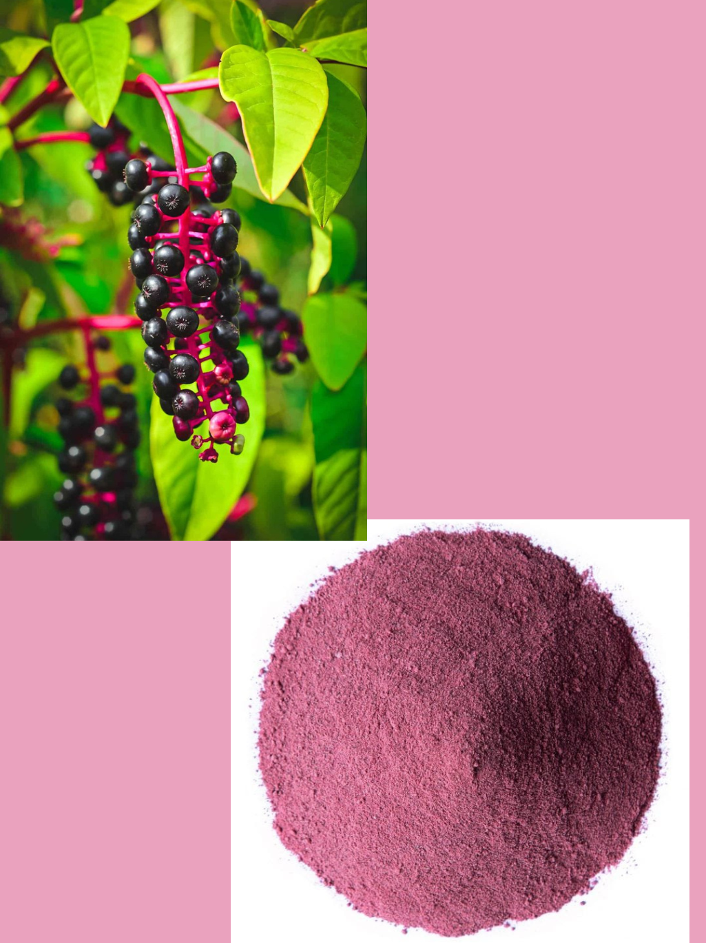 Elderberry Powder