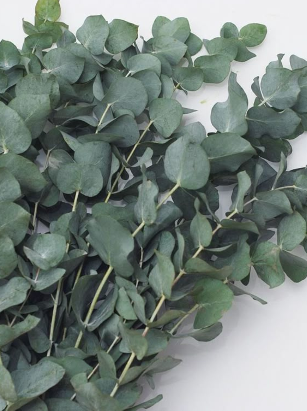 Eucalyptus Essential Oil