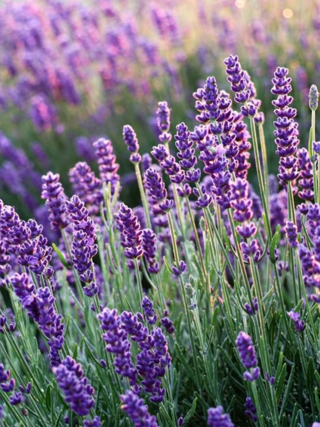 Lavender Essential Oil