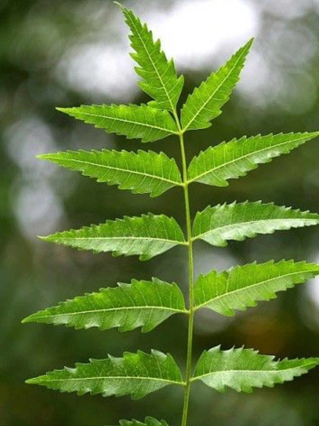 Neem Leaf Powder