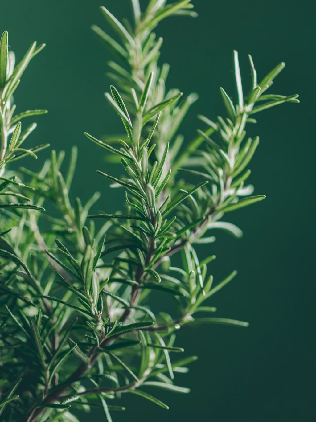 Rosemary Essential Oil