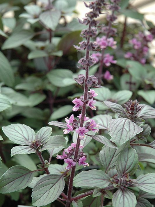 African Blue Basil Powder