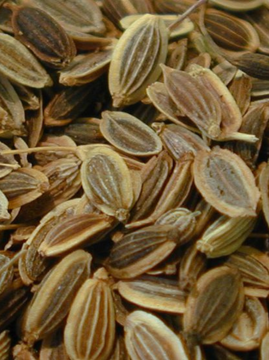 Dill Seeds
