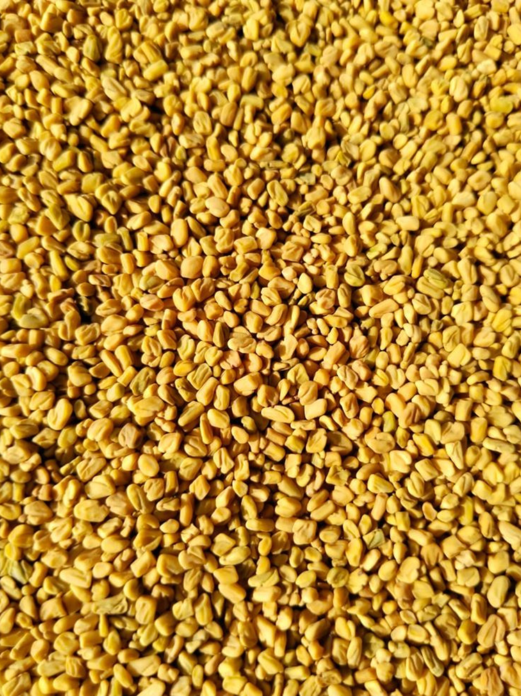 Fenugreek Seeds