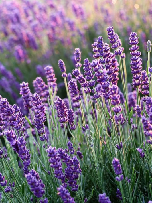 Lavender Essential Oil