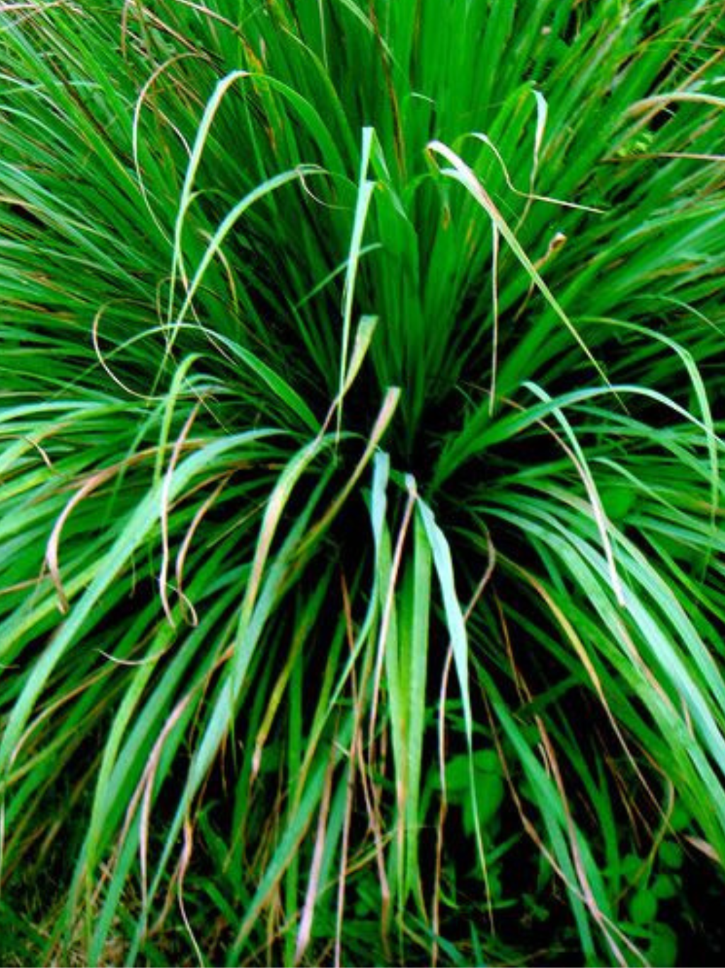 Lemongrass Essential Oil