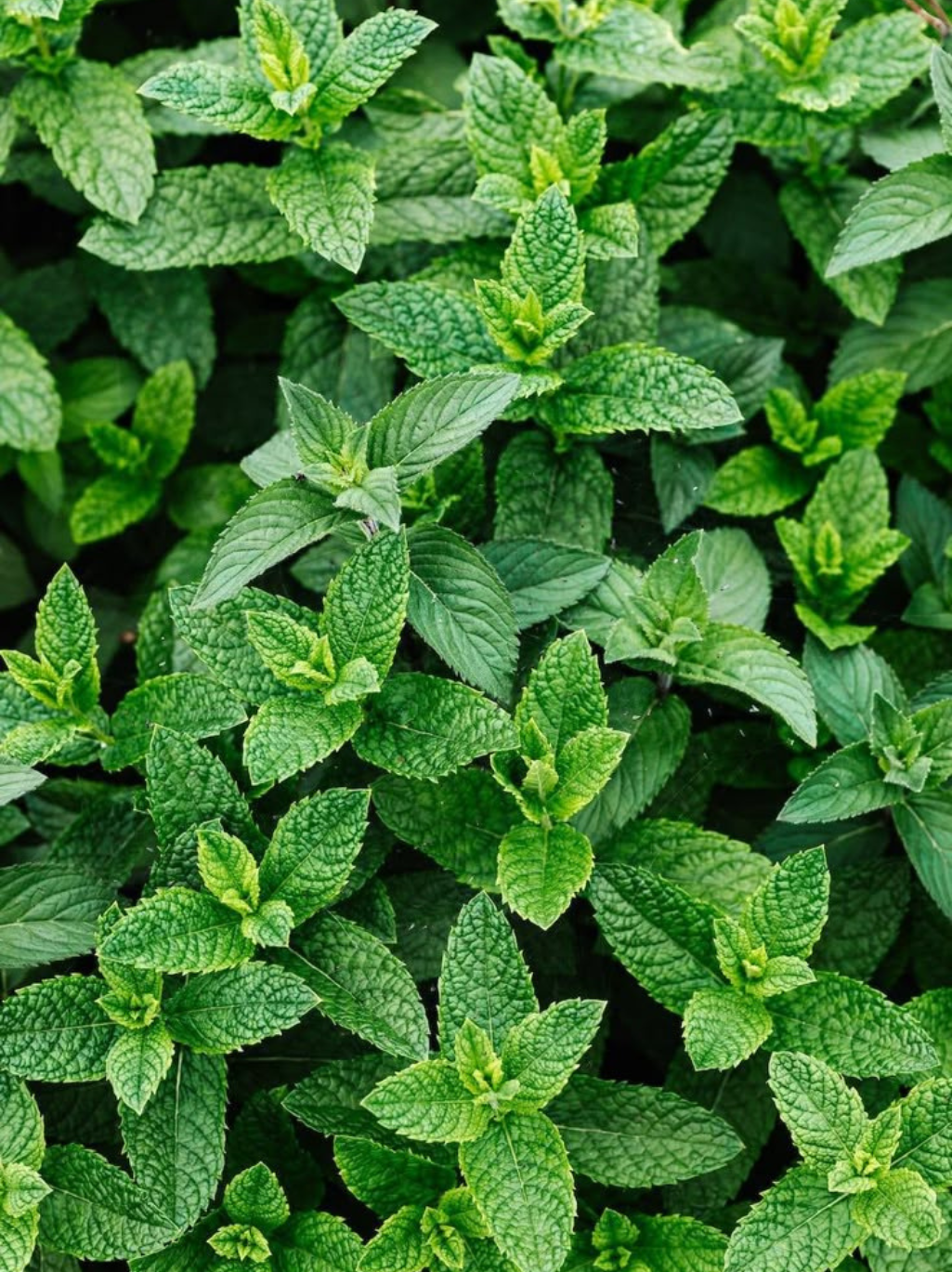 Peppermint Essential Oil