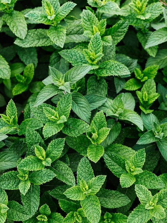 Peppermint Essential Oil