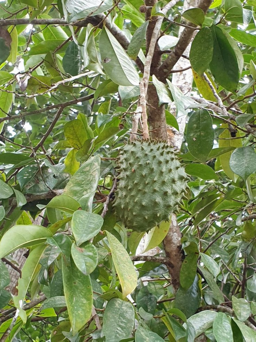 Dried Soursop Leaves