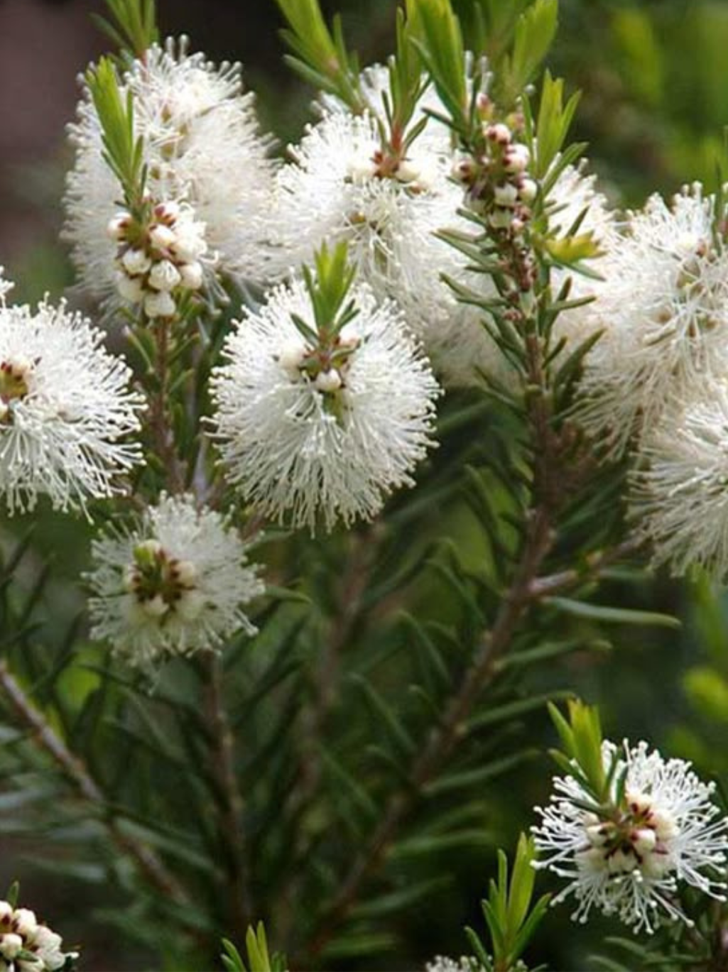 Tea Tree Essential Oil
